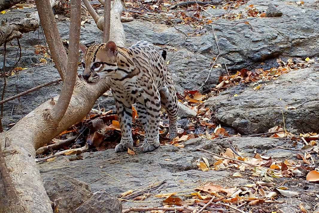 6 Wild Cats of Costa Rica: From Jaguars to Oncillas