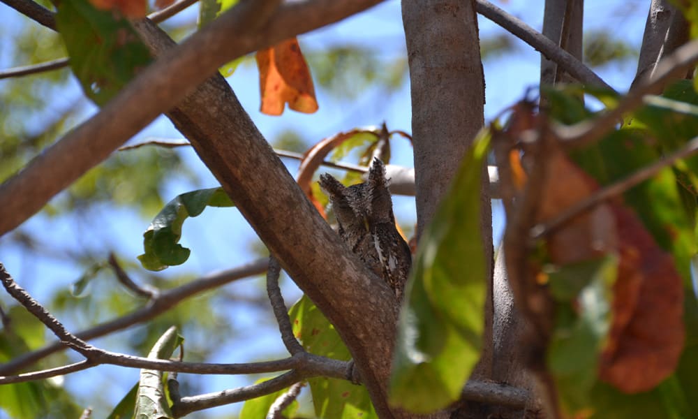Costa Rica Wildlife- Owls