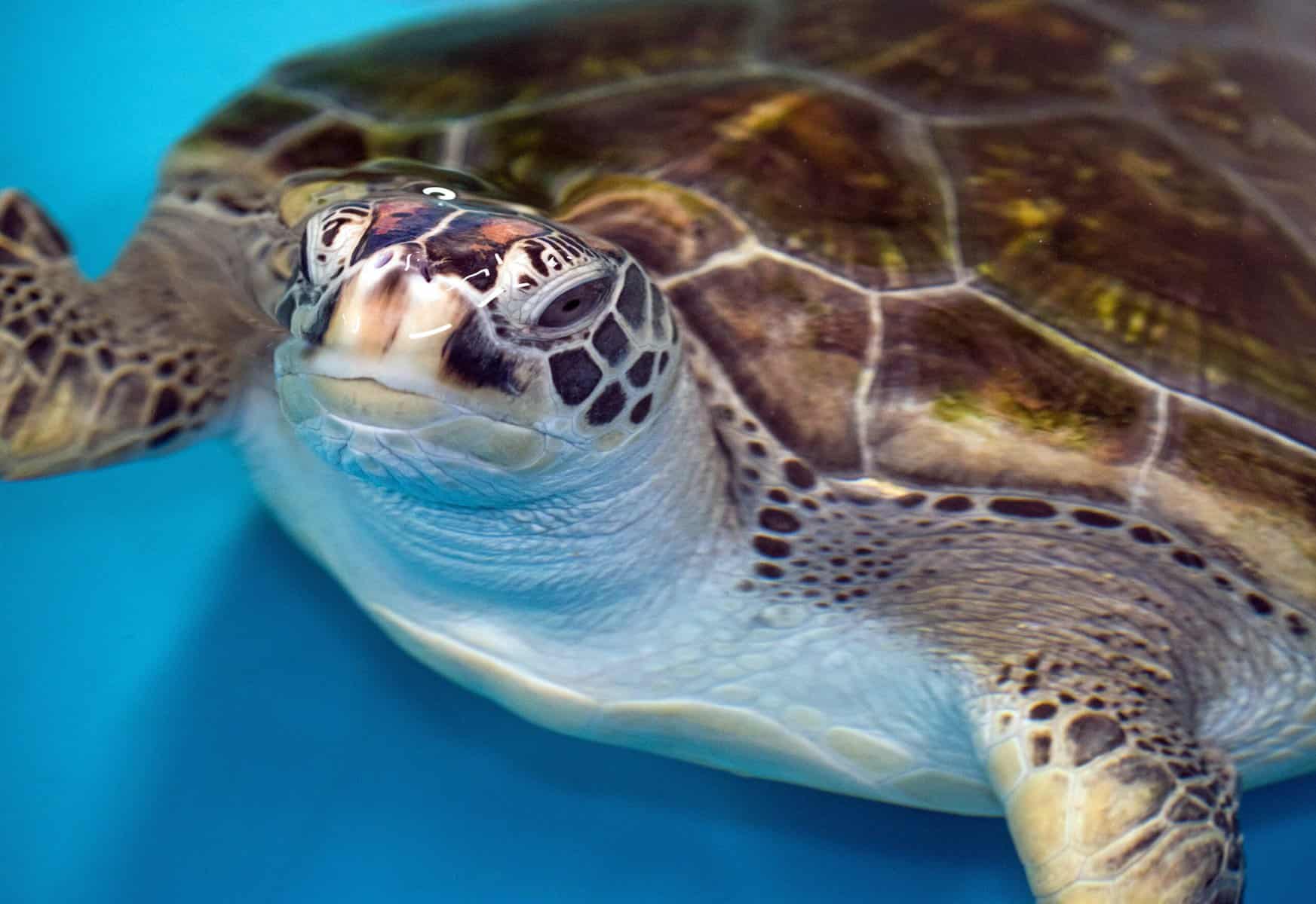 Greem Sea Turtle