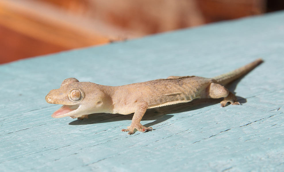 Costa Rica House Gecko