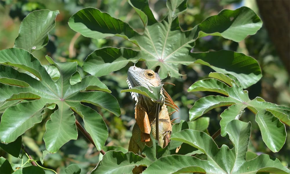 Costa Rica Green Iguanas
