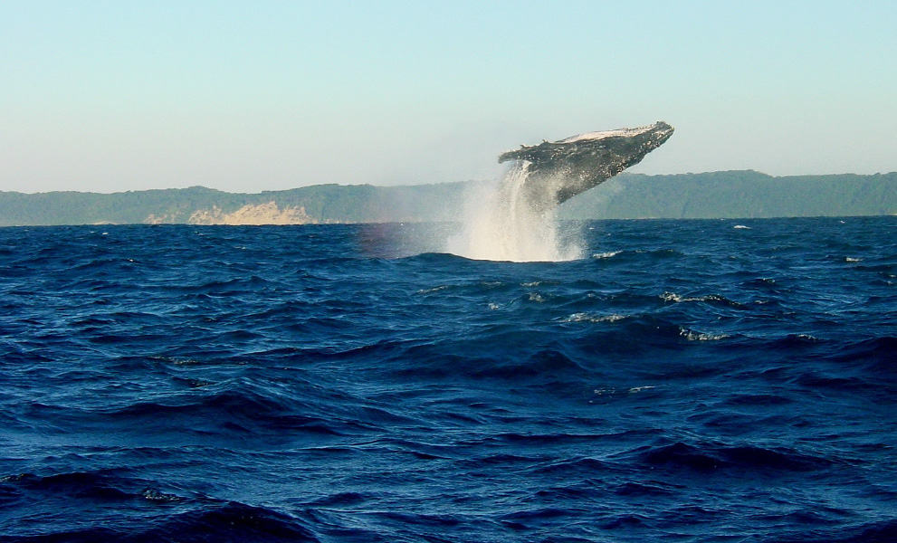 Costa Rica Whale Sanctuary