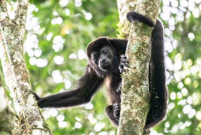 Costa Rica Monkey's