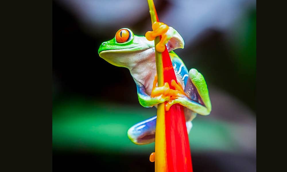 Costa Rica Red Eyed Tree Frog