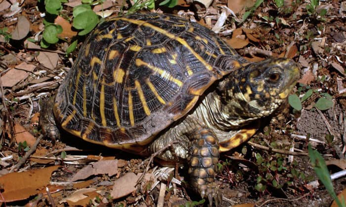 Costa Rica Wildlife – Meet the Ornate Wood Turtle