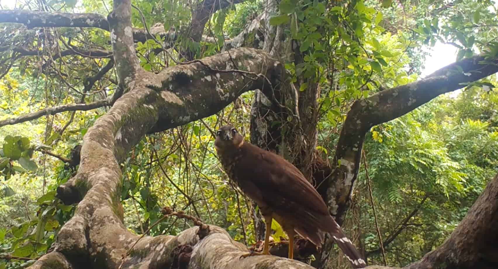 Costa Rica Wildlife -Collared Forest Falcon