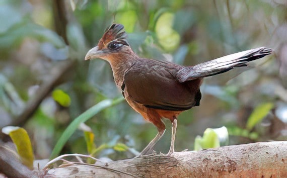 Costa Rica Wildlife - Rufous-vented Ground-cuckoo
