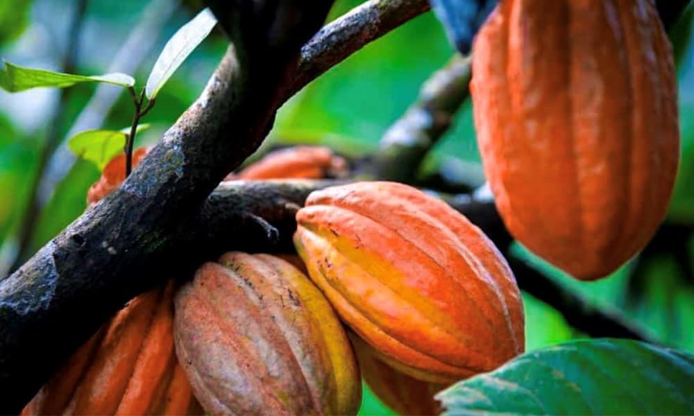 Costa Rica Cocoa