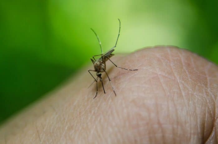 Dengue Fever in Costa Rica