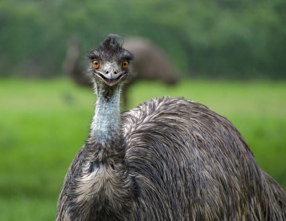 Emu Perishes in Costa Rica Animal Rescue Op