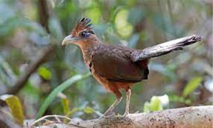 Rufous-vented Ground-cuckoo