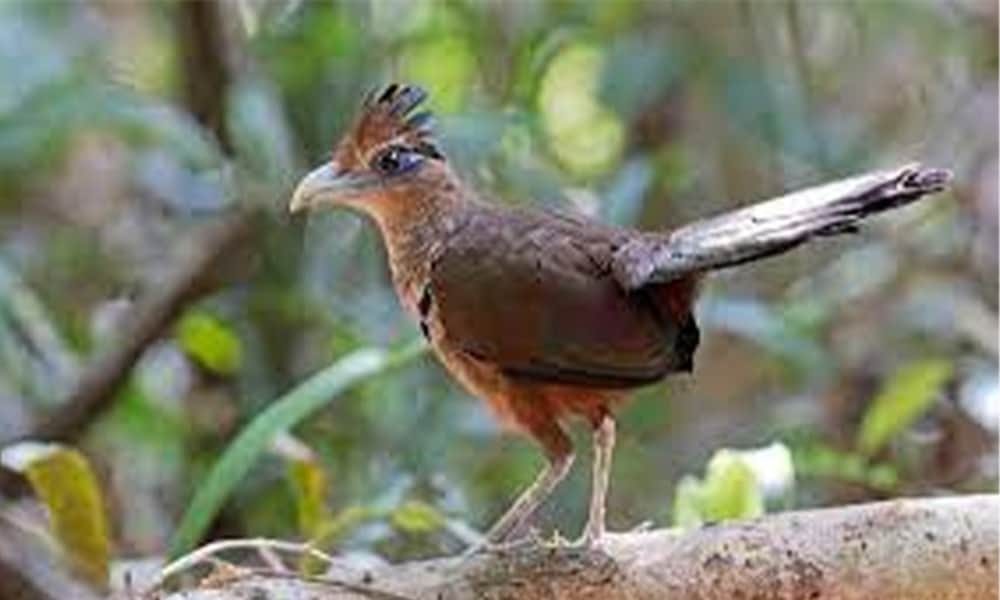 Rufous-vented Ground-cuckoo