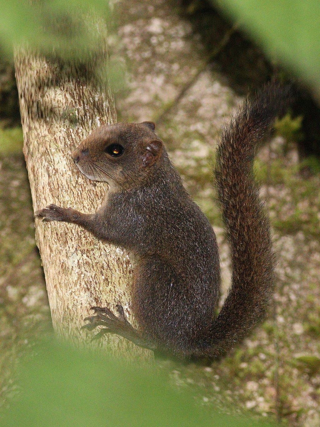 Alfaro Pygmy Squirrel