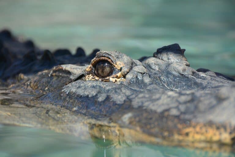 Crocodile Goes For Dip In Costa Rica Tourist Hot Spot