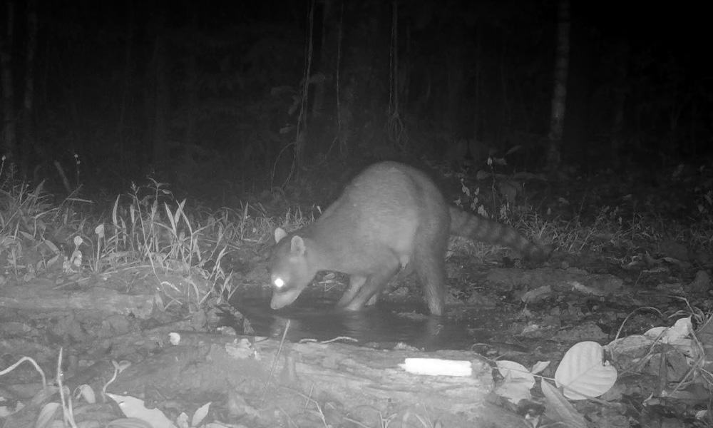 Costa Rica Crab Eating Raccoon