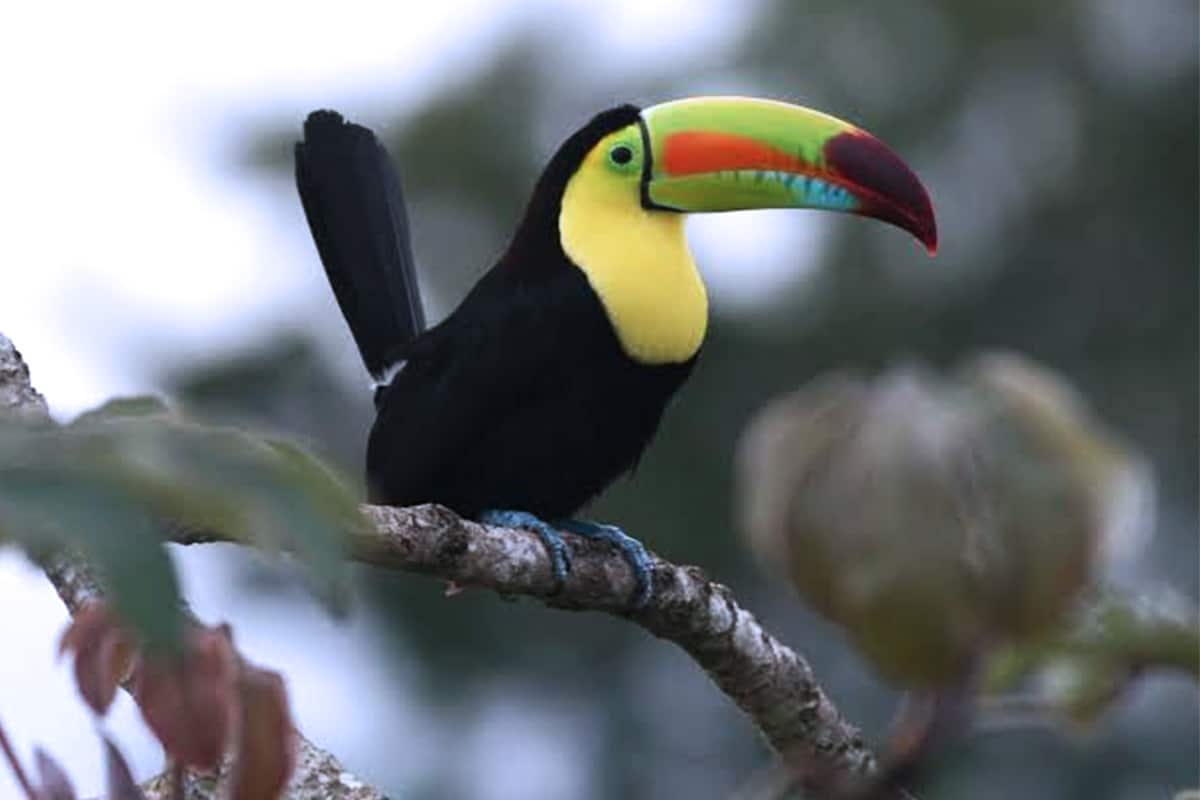 Costa Rica Wildlife - Keel Billed Toucan