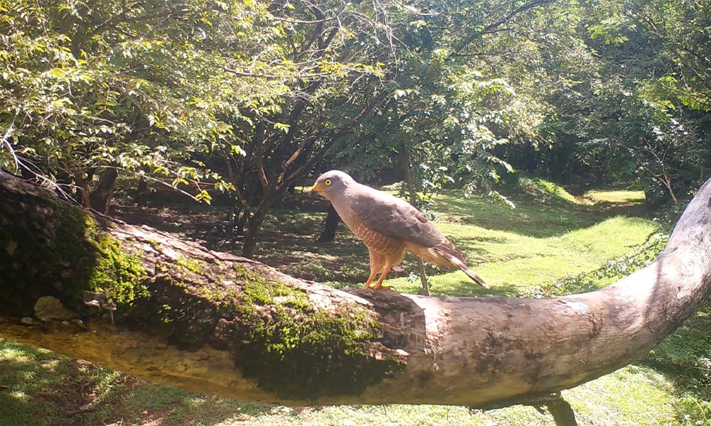 Costa Rica Roadside Hawk