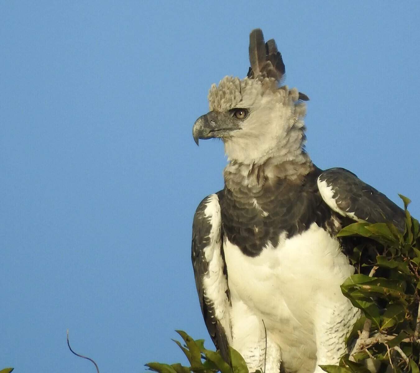 Harpy Eagle Panama's Path to Sustainable Tourism