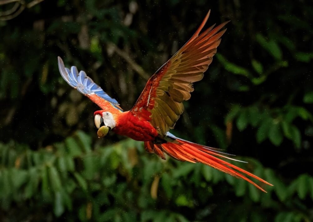 Scarlett Macaw Costa Rica - Costa Rica Books Sweet Gulf by Tom Olivo