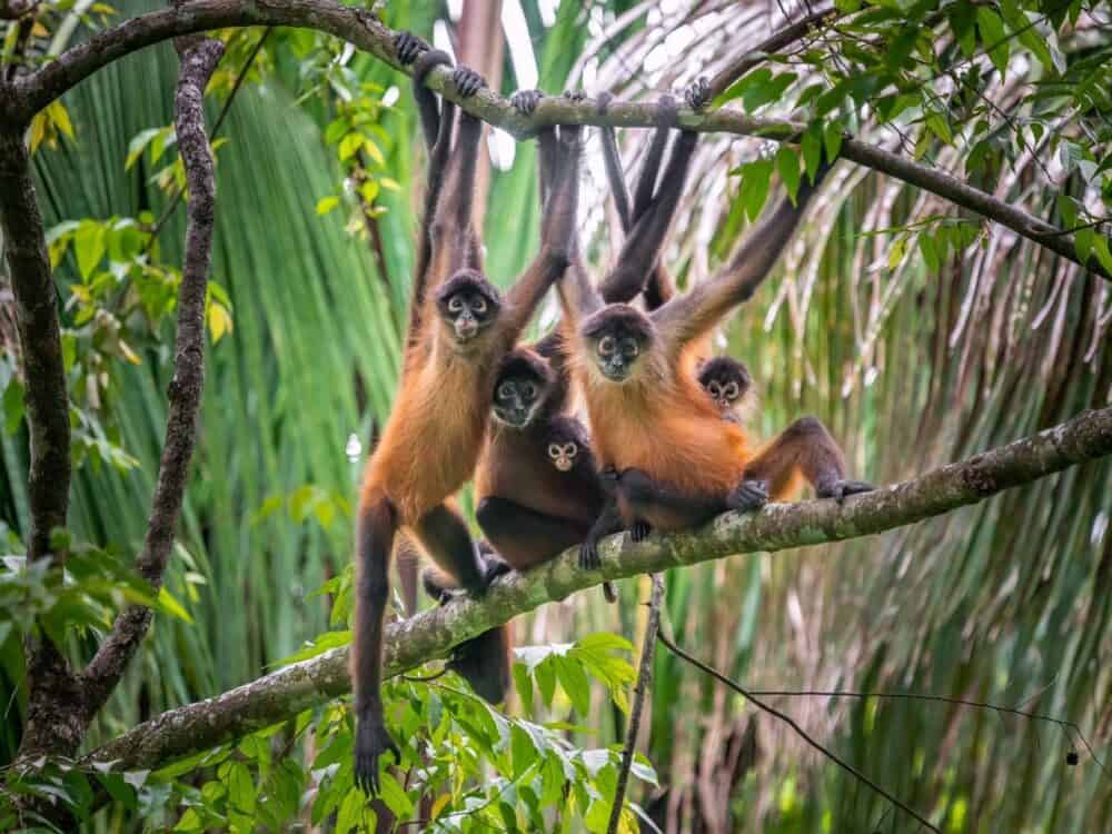 Monkeys in Costa Rica - Costa Rica Books Sweet Gulf by Tom Olivo