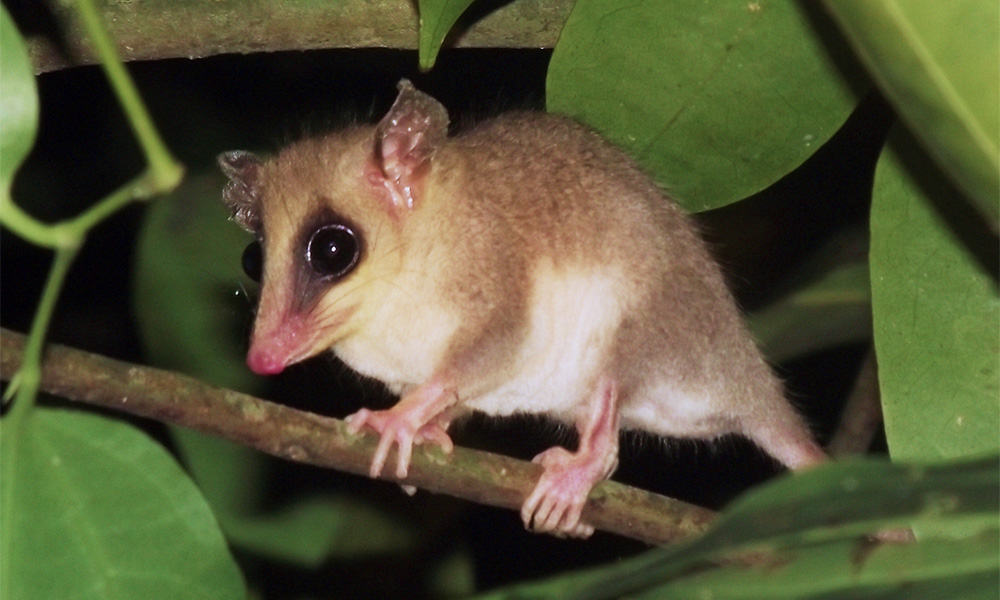 Mexican mouse opossum