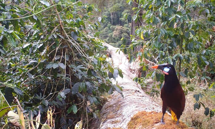 Costa Rica Bird Watching: Meet the Montezuma Oropendola