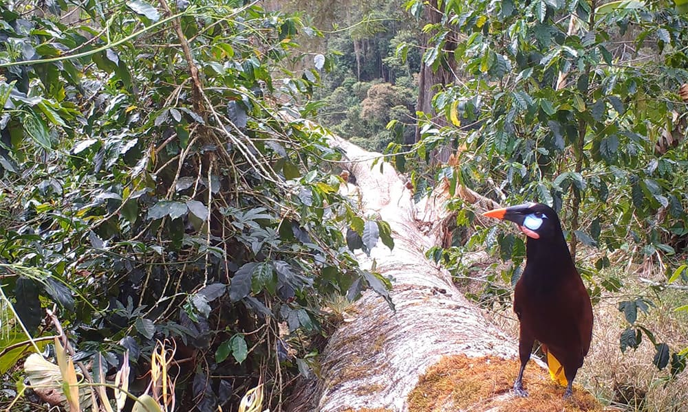 Costa Rica Birds: Montezuma Oropendola