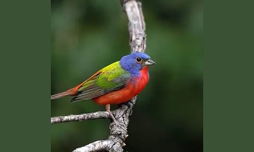 Costa Rica S Painted Bunting A Spectacle Of Nature S Colors   Vincent Painted Bunting 1 500x300 