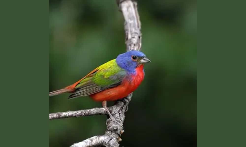 Costa Rica Painted Bunting