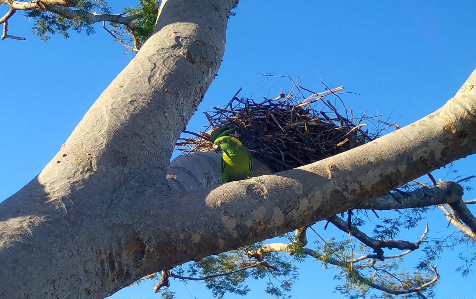 Costa Rica Birding: yellow-naped amazon