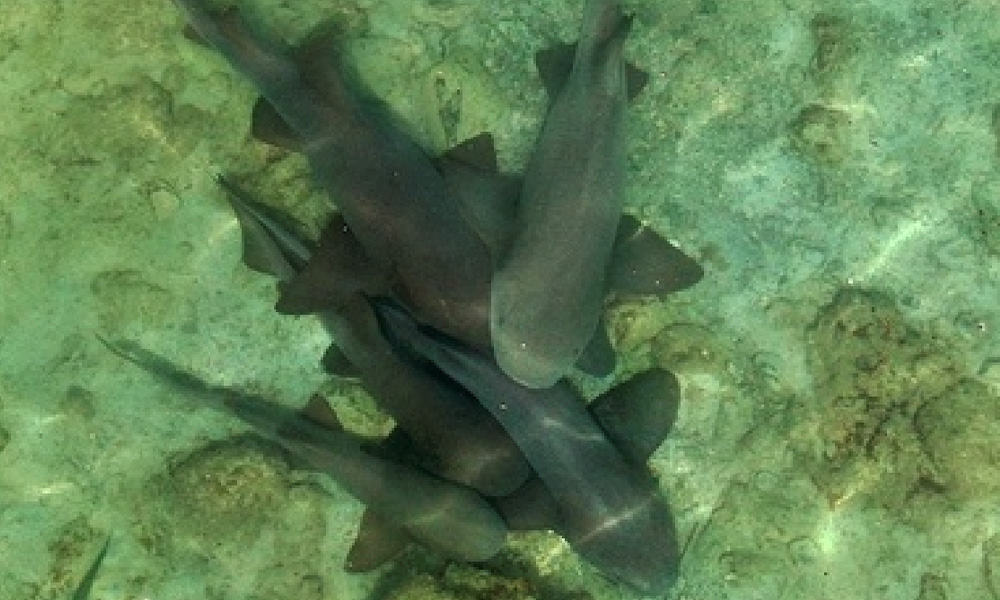 Cat Shark Costa Rica