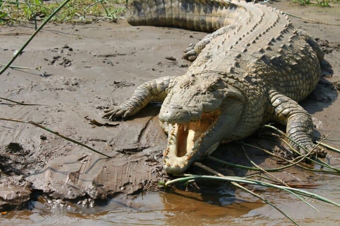 Costa Rica Crocodile Populations