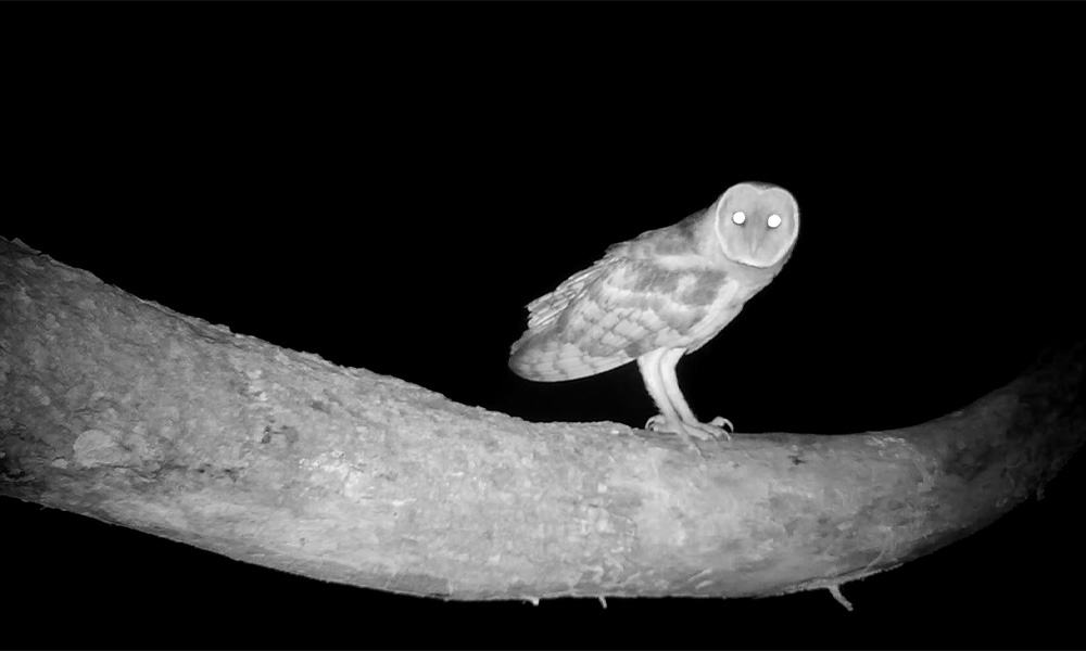 Barn Owls in Costa Rica