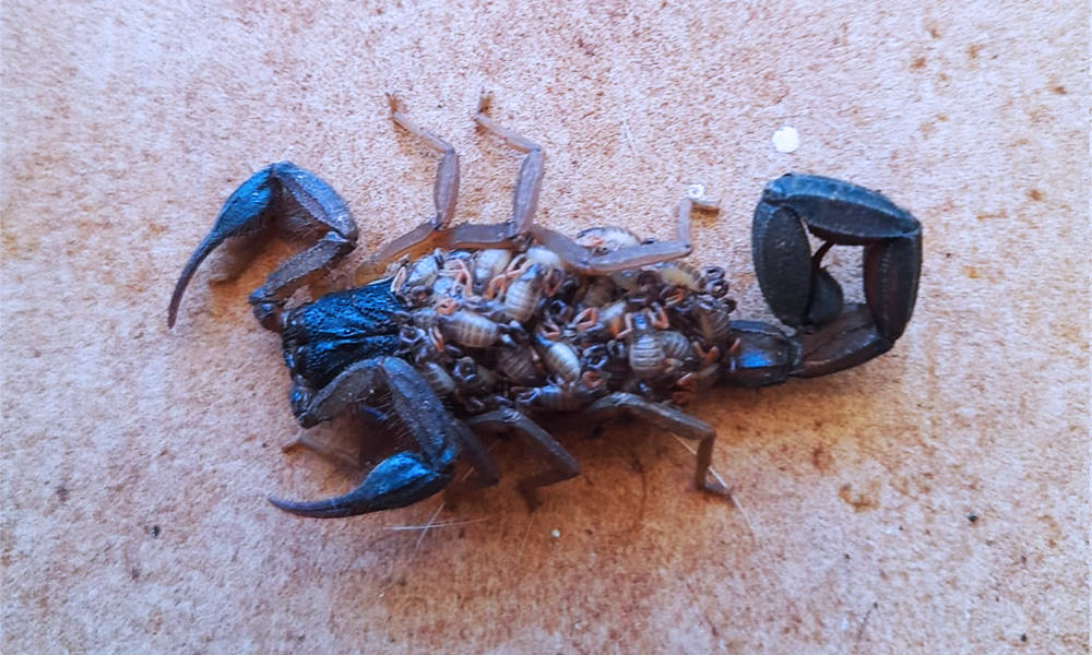 Bark Scorpions in Costa Rica