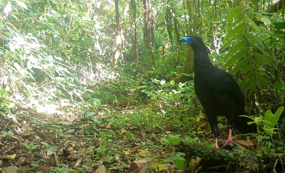 Costa Rica Birding Black Guan