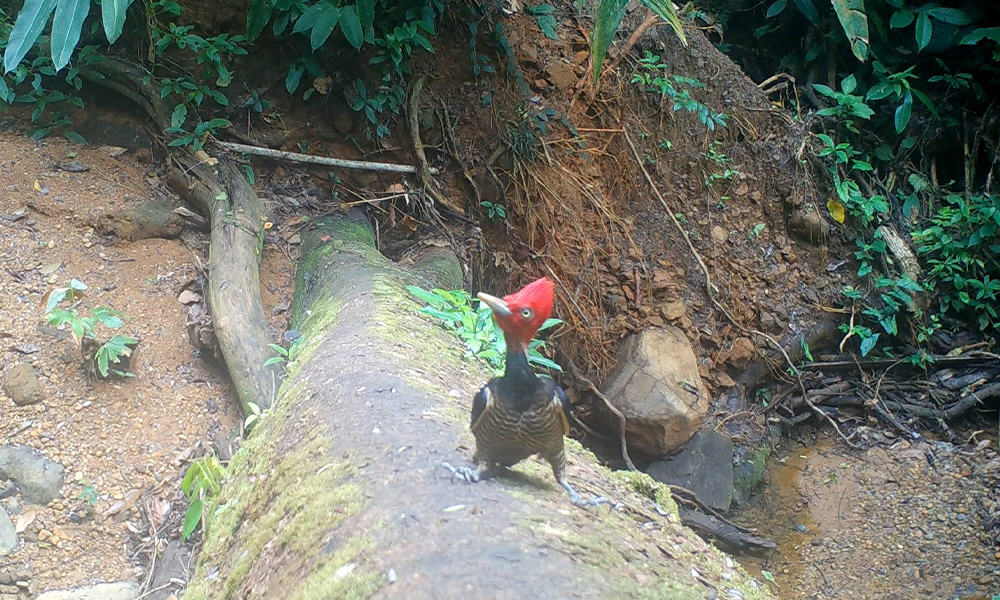 Costa Rica Birding - pale-billed woodpecker