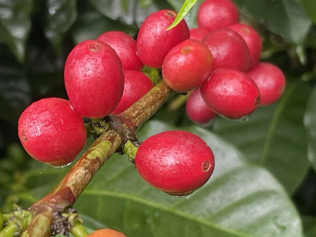 Exchange Rate Woes Costa Rican Coffee Industry Faces Millions in Losses