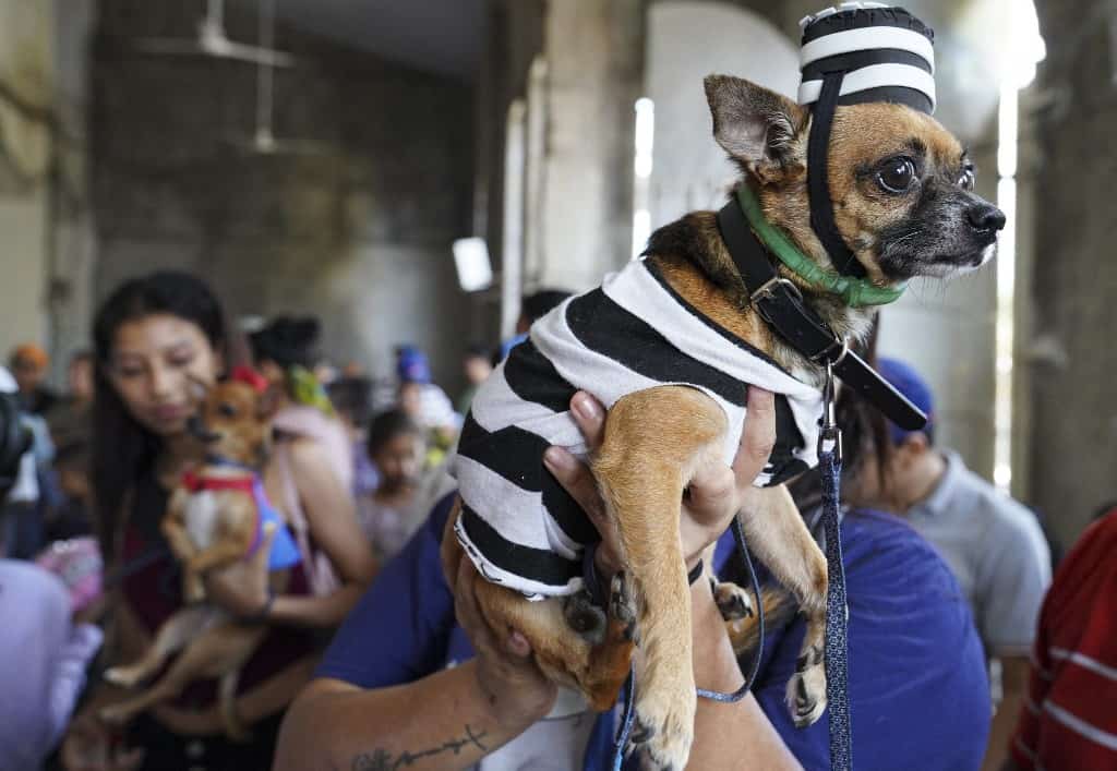 Nicaragua Dog Festival