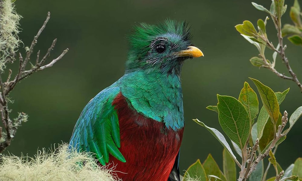 quetzal in costa rica