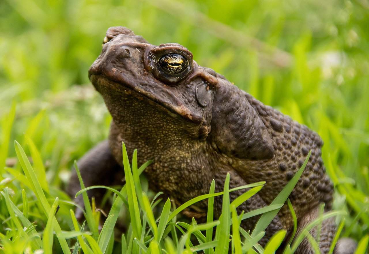 Costa Rica Cane Toad