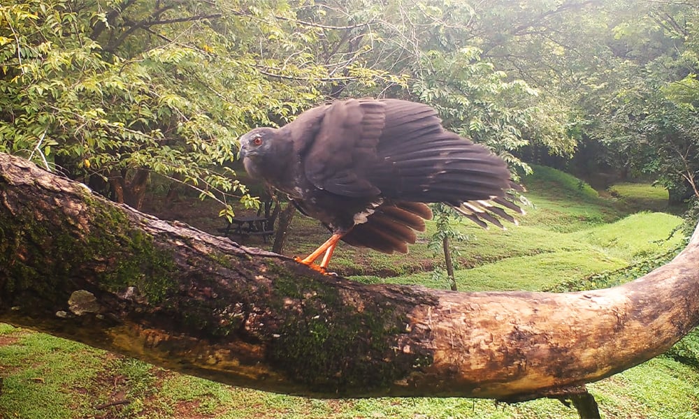 Costa Rica Crane Hawk