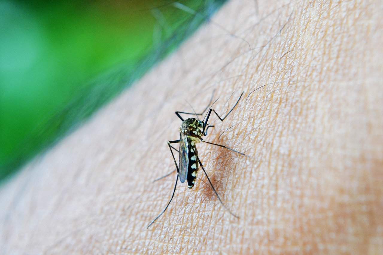 Dengue in Central America