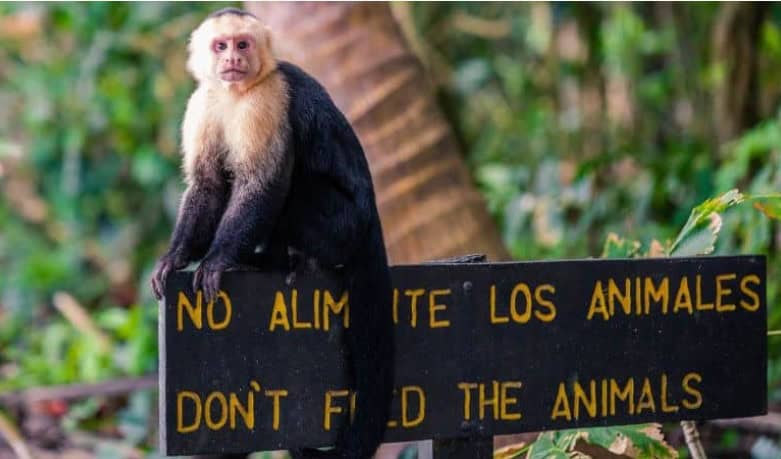 Costa Rica Wildlife Signs