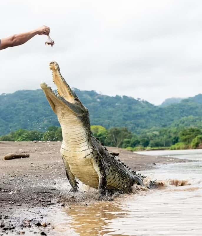 Crocodiles in Costa Rica