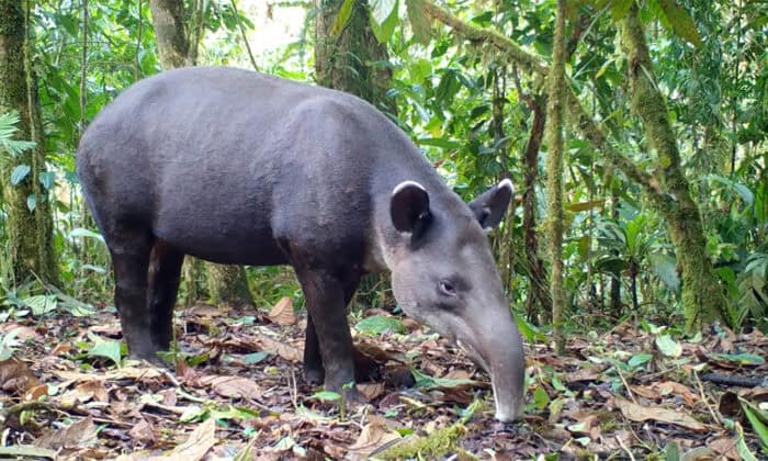 Baird Tapir