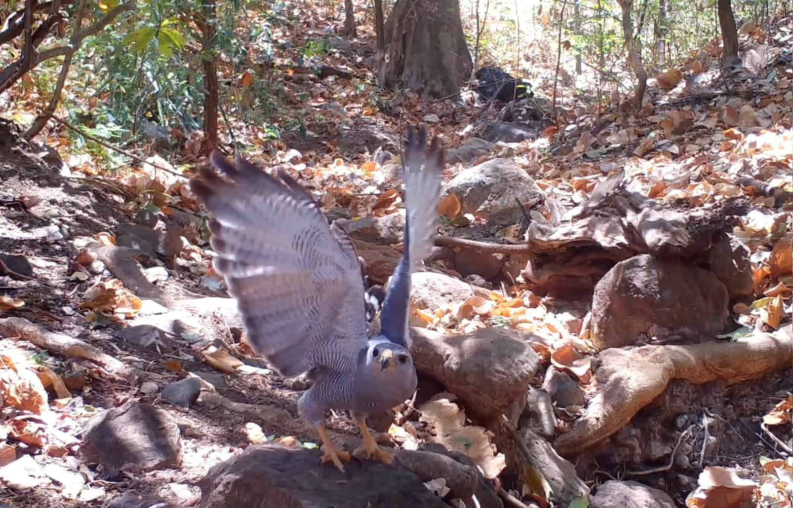 Gray Hawk in Costa Rica