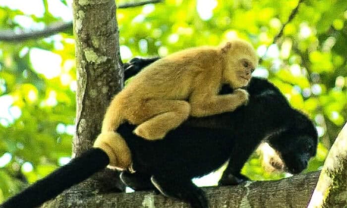 Investigating Unusual Pigmentation in Costa Rican Howler Monkeys