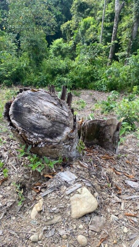 Trees cut down by axes - provided by Water Issues Dominical