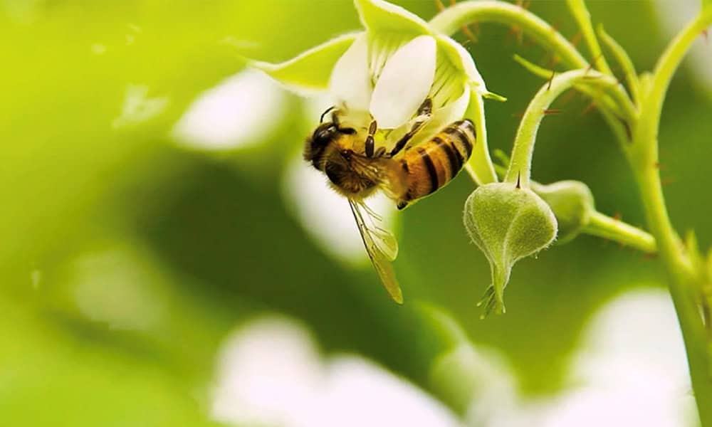 Costa Rica Bees