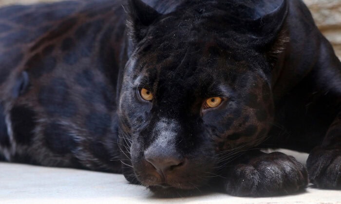 Black Jaguar Costa Rica